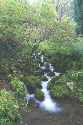 味噌 伏流水 清流