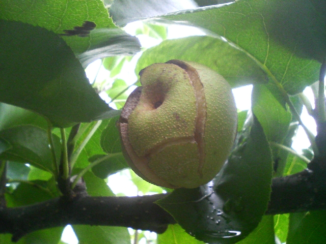 梨の裂果